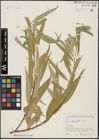 Foto von Salix acmophylla Boiss.